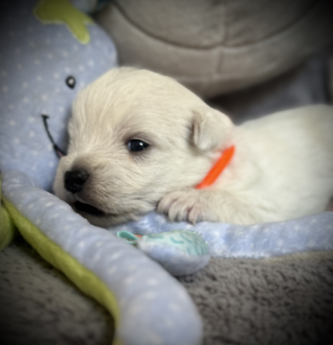 De La Douce Source - Chiots disponibles - West Highland White Terrier