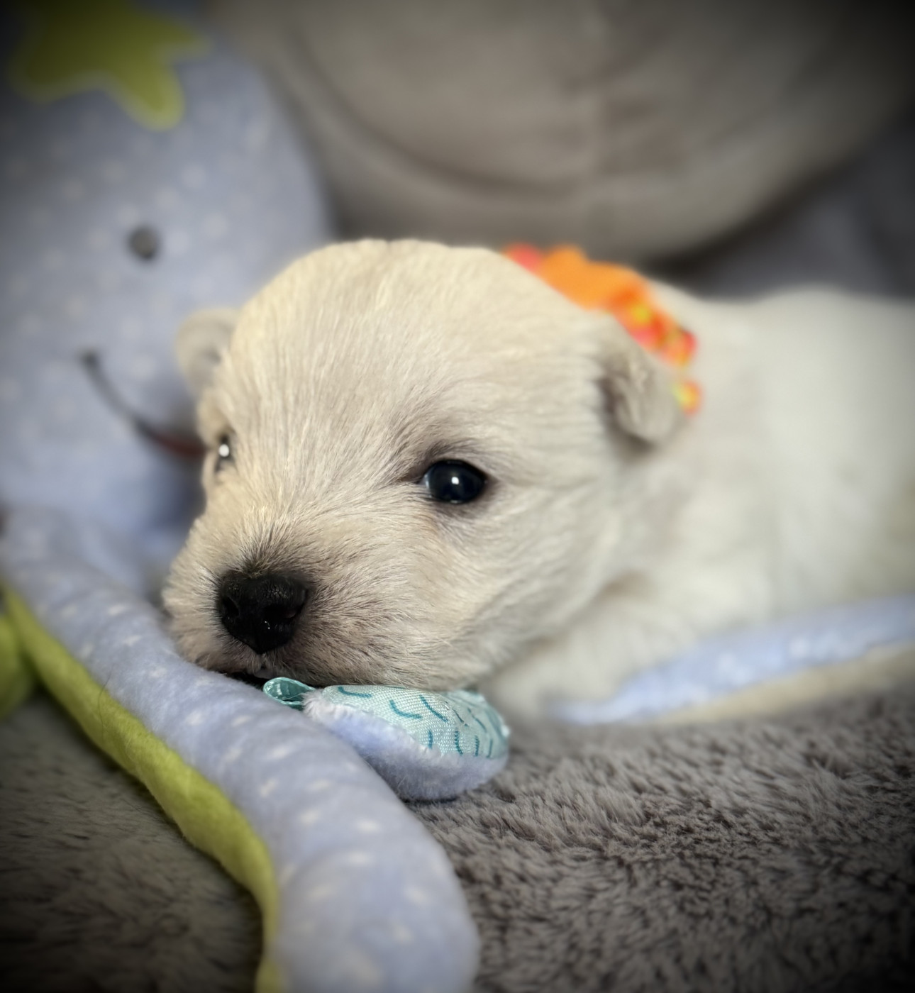De La Douce Source - Chiots disponibles - West Highland White Terrier