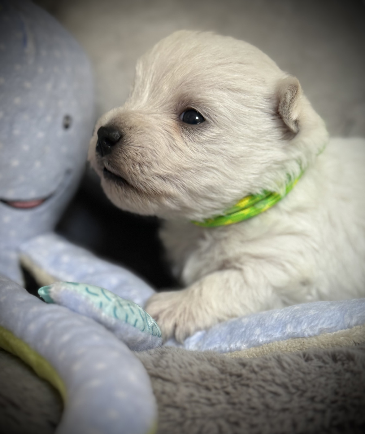 De La Douce Source - Chiots disponibles - West Highland White Terrier