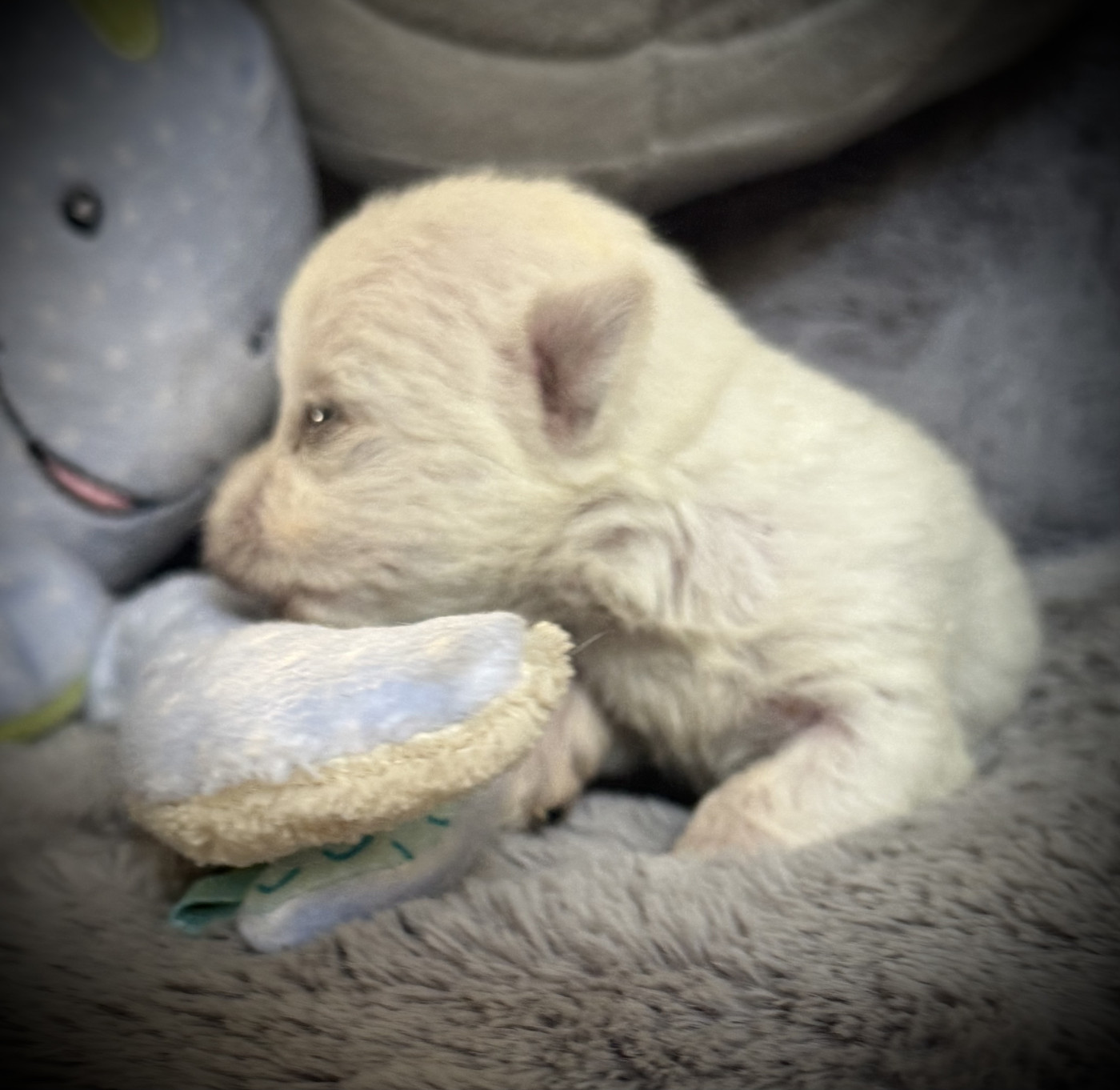 De La Douce Source - Chiots disponibles - West Highland White Terrier
