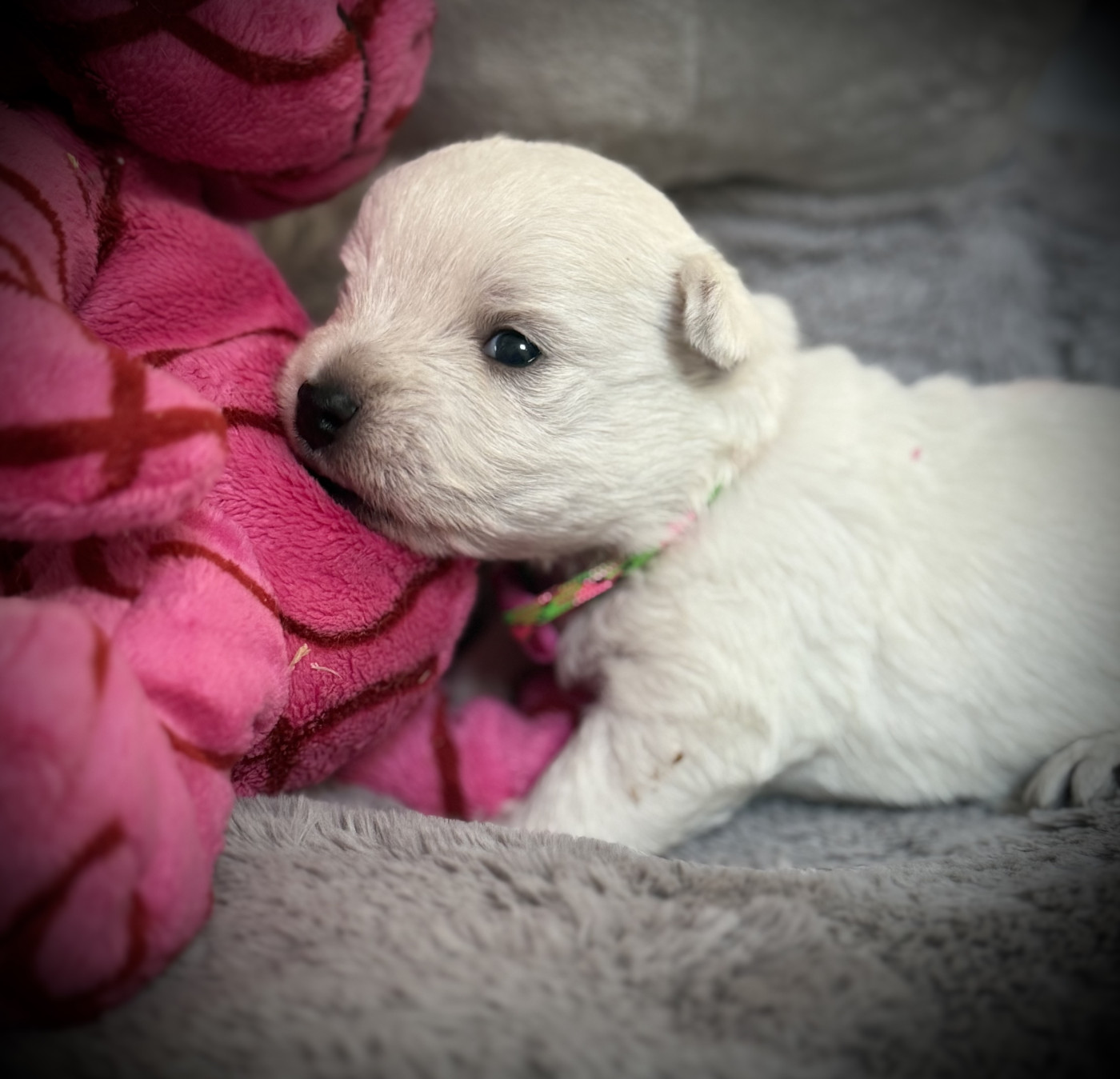 De La Douce Source - Chiots disponibles - West Highland White Terrier