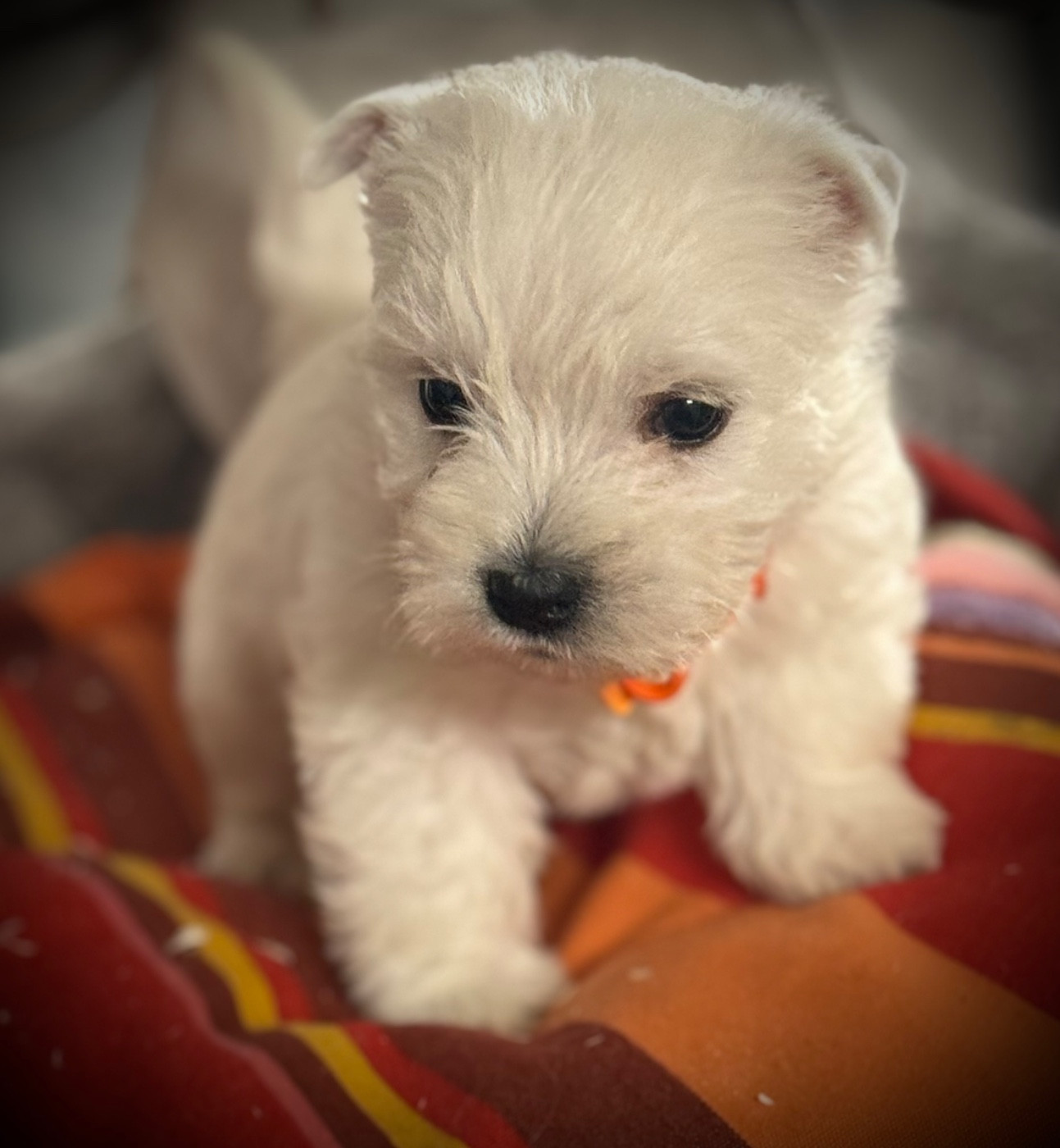 De La Douce Source - Chiots disponibles - West Highland White Terrier