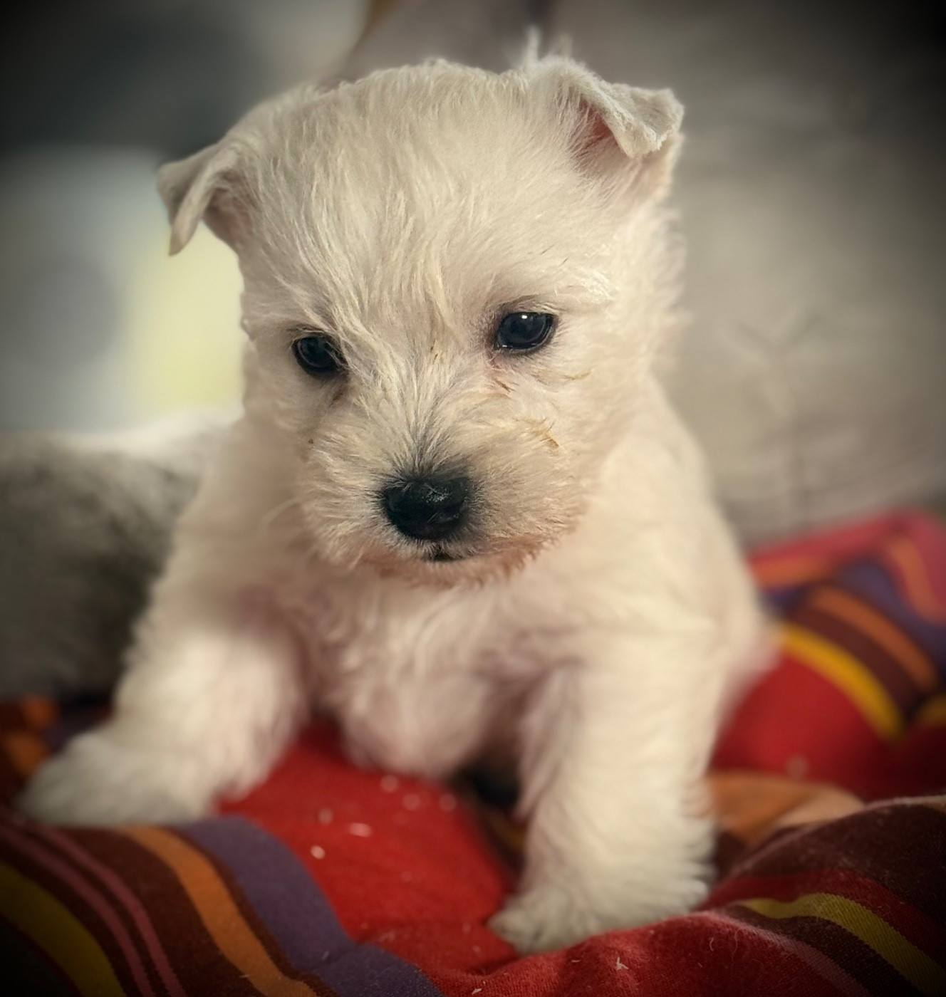 De La Douce Source - Chiots disponibles - West Highland White Terrier