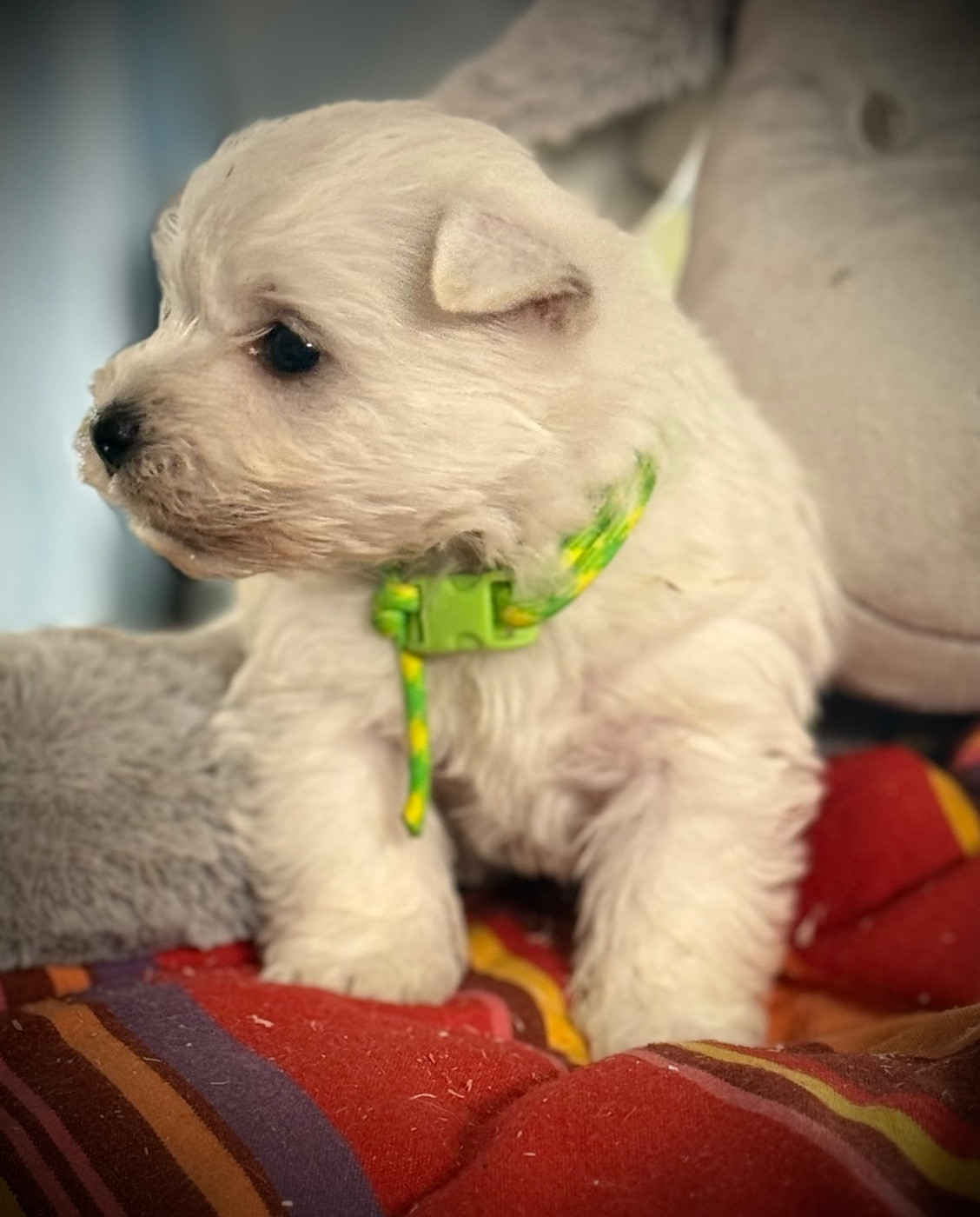 De La Douce Source - Chiots disponibles - West Highland White Terrier