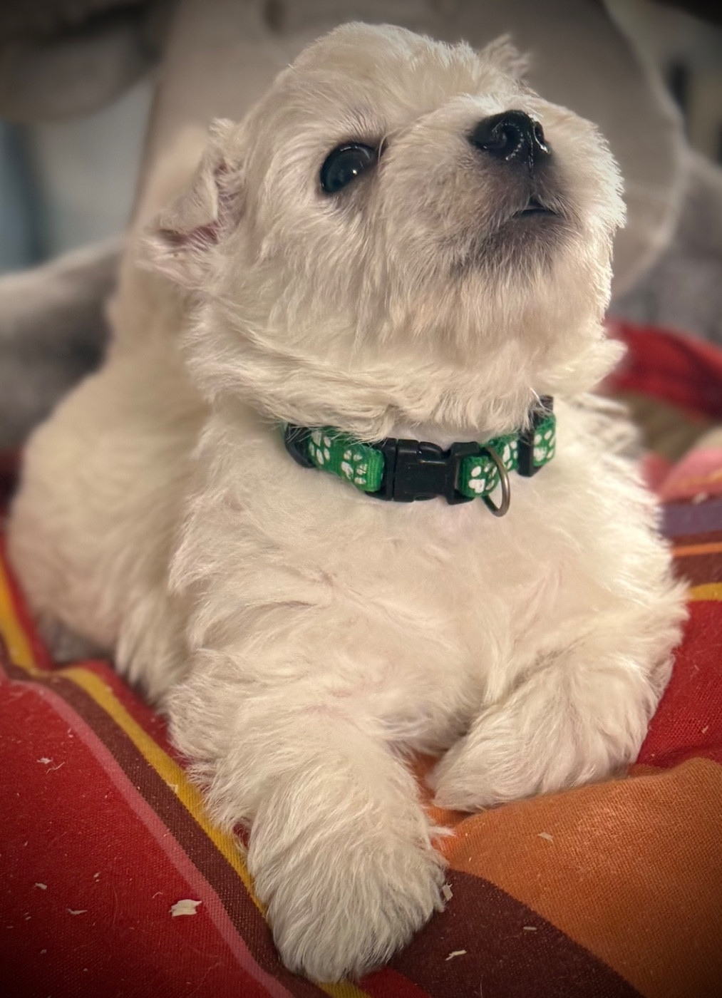 De La Douce Source - Chiots disponibles - West Highland White Terrier