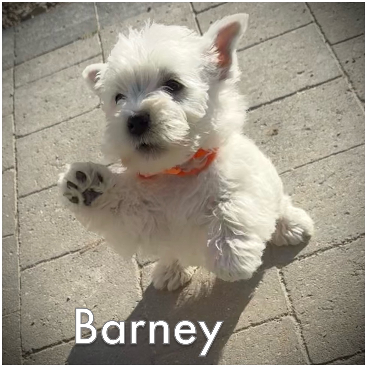 De La Douce Source - Chiots disponibles - West Highland White Terrier