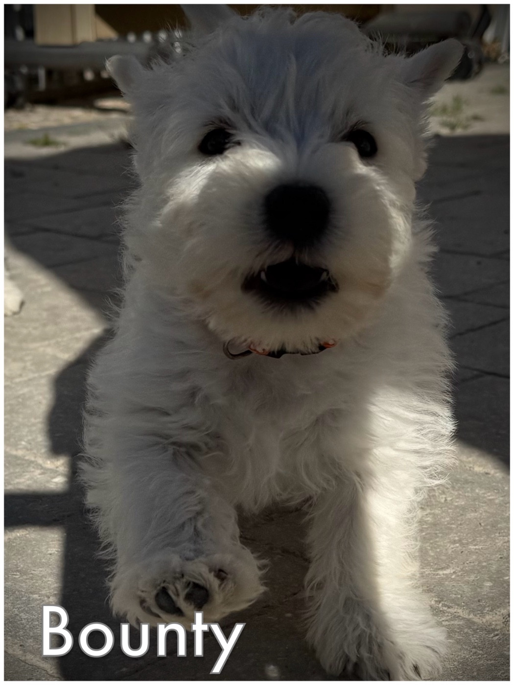 De La Douce Source - Chiots disponibles - West Highland White Terrier