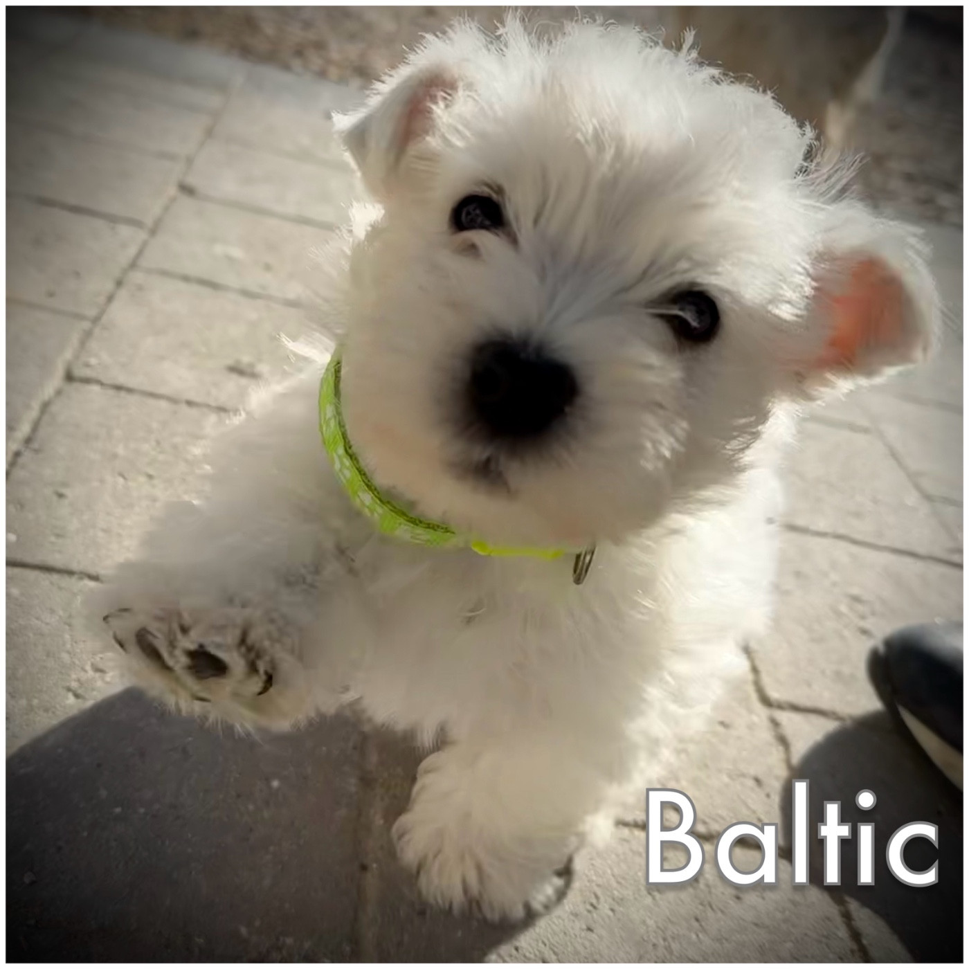 De La Douce Source - Chiots disponibles - West Highland White Terrier