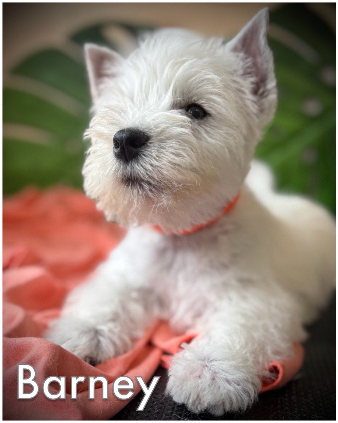 De La Douce Source - Chiots disponibles - West Highland White Terrier