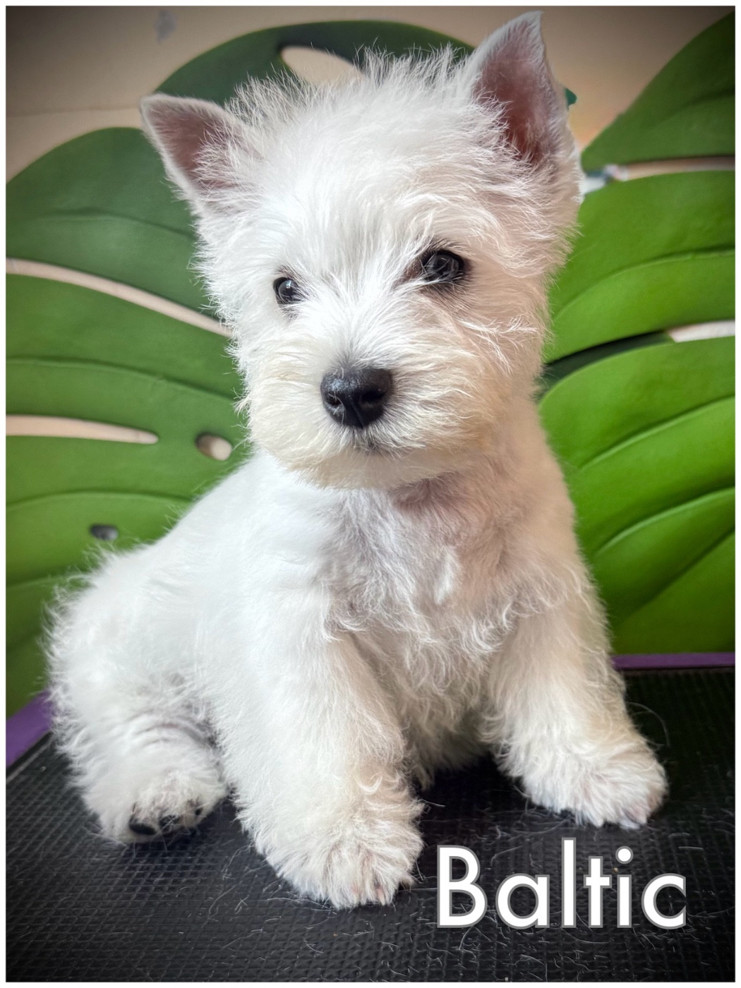 De La Douce Source - Chiots disponibles - West Highland White Terrier