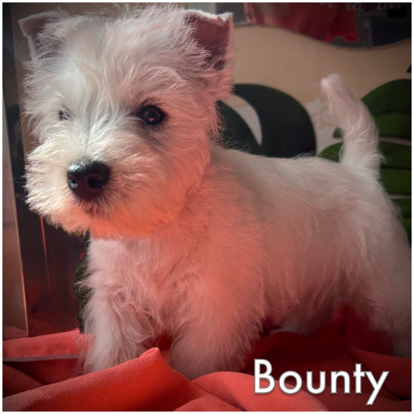 De La Douce Source - Chiots disponibles - West Highland White Terrier