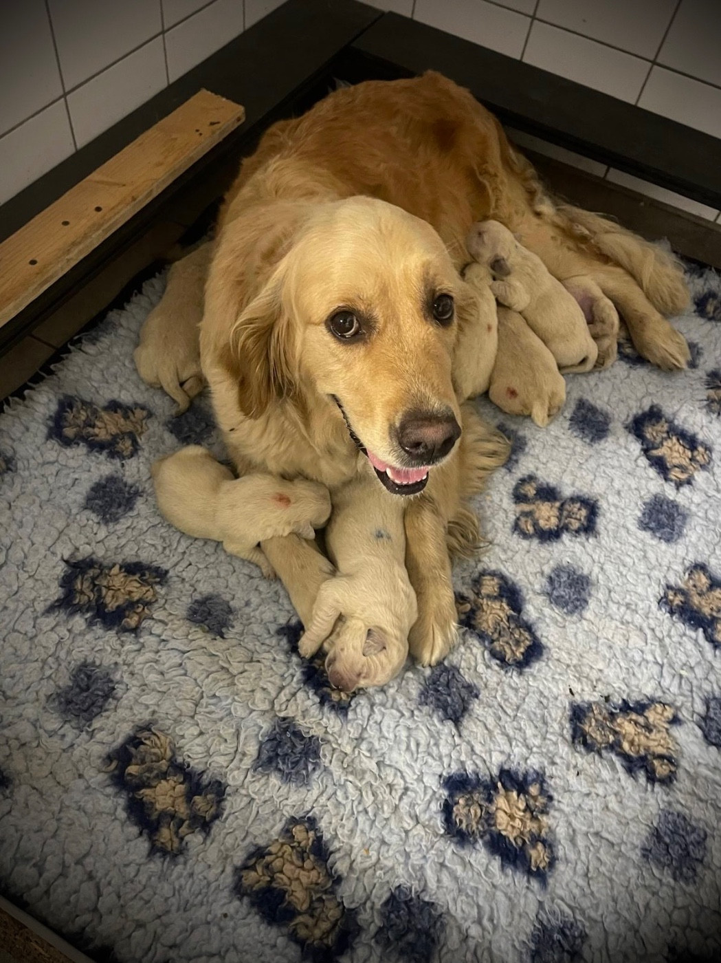 Chiot Golden Retriever De La Douce Source