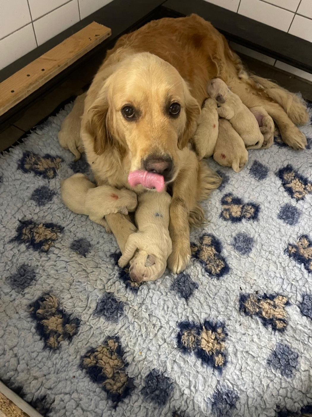 De La Douce Source - Chiots disponibles - Golden Retriever