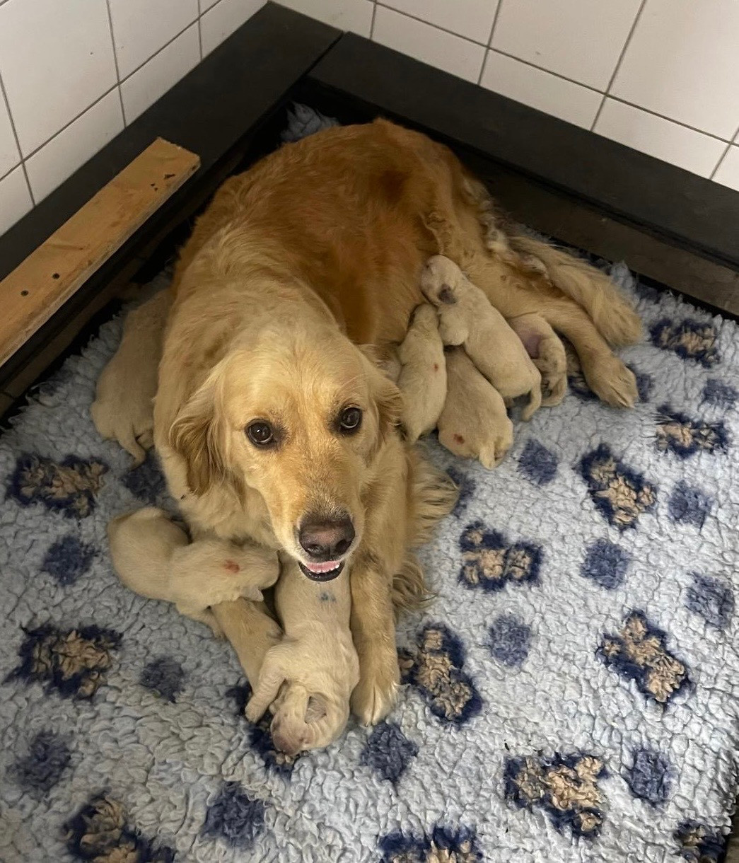 De La Douce Source - Chiots disponibles - Golden Retriever