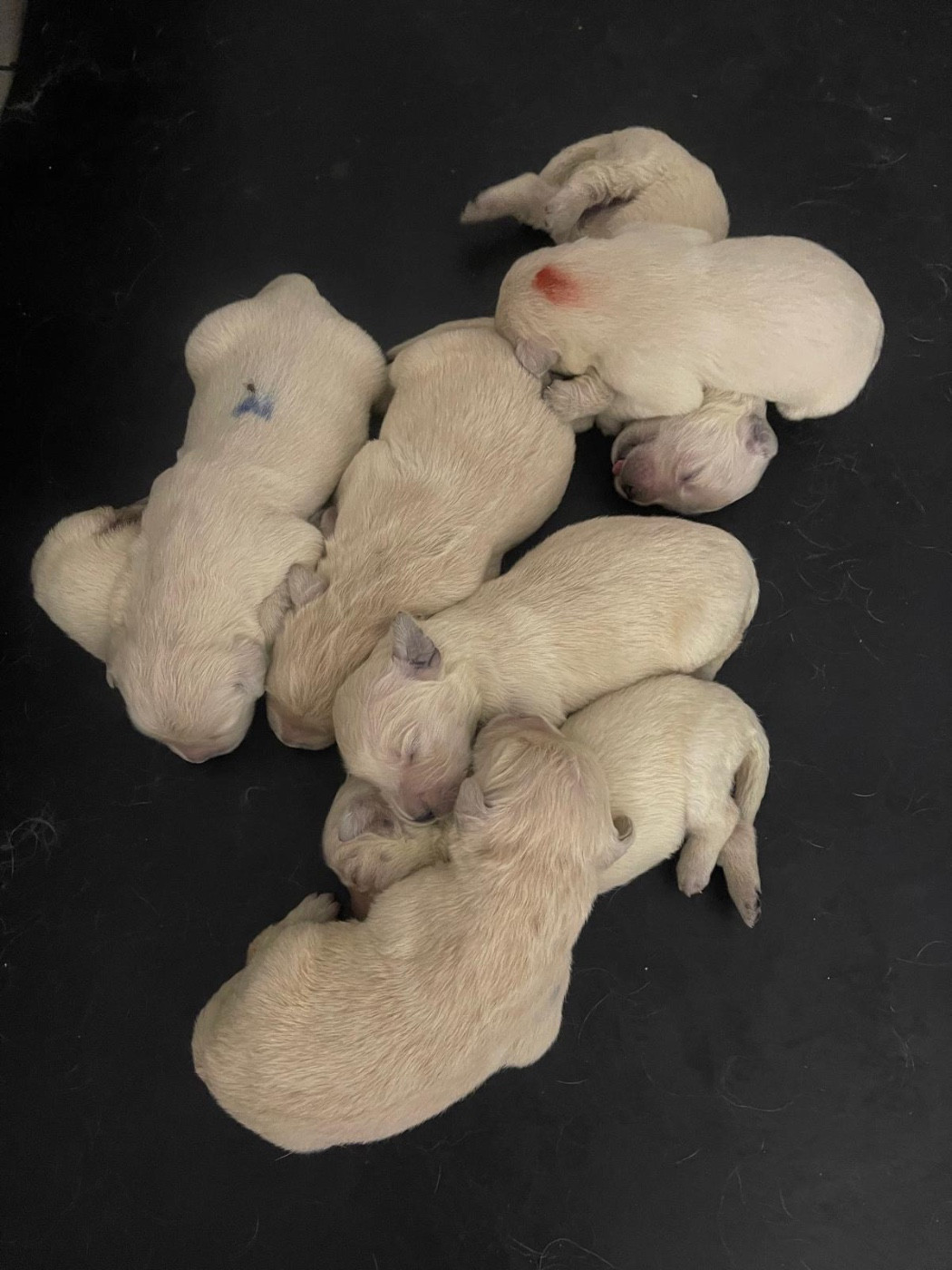 De La Douce Source - Chiots disponibles - Golden Retriever