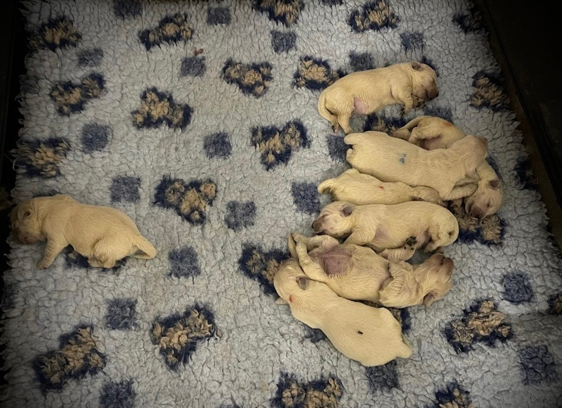 De La Douce Source - Chiots disponibles - Golden Retriever
