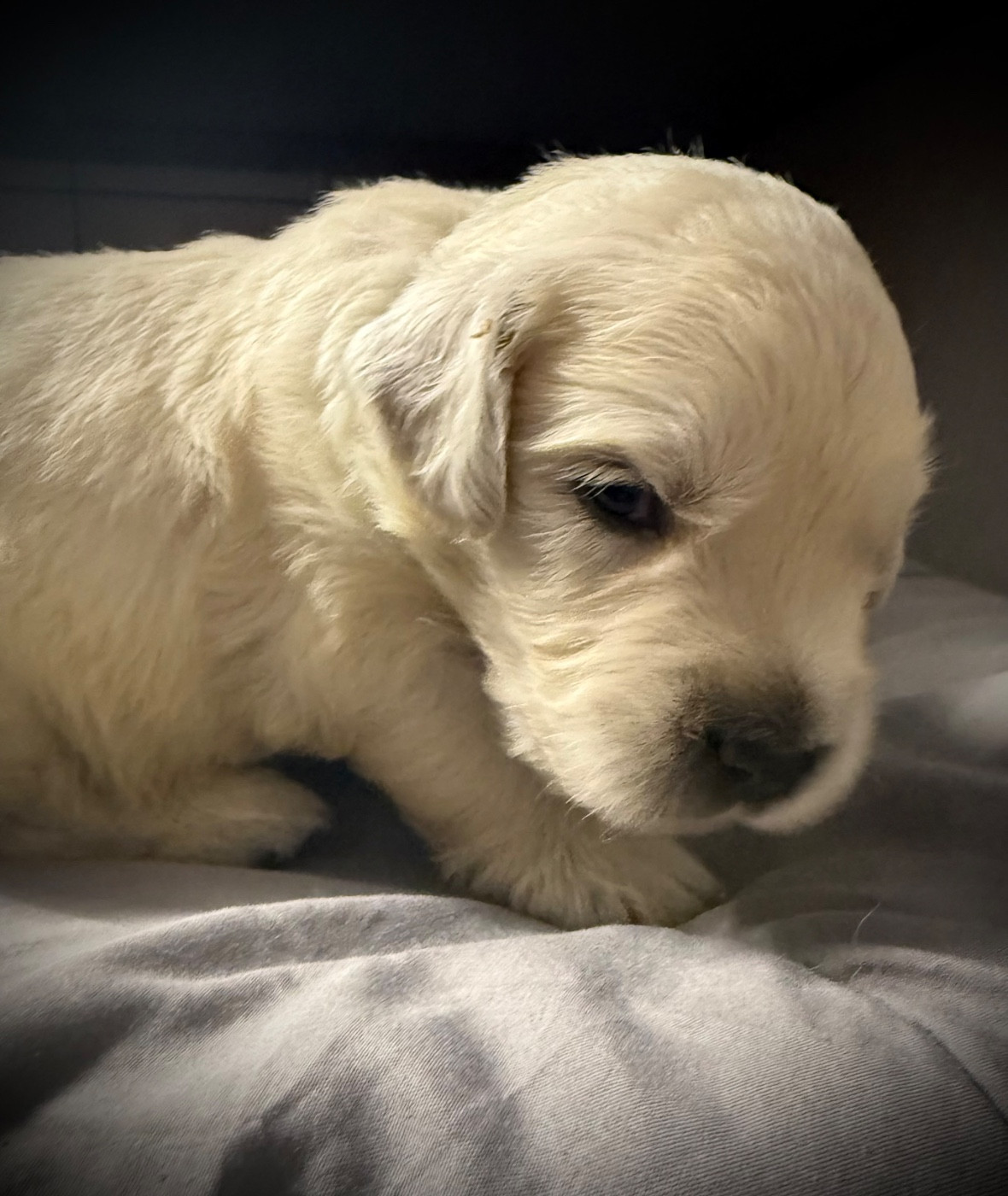 De La Douce Source - Chiots disponibles - Golden Retriever