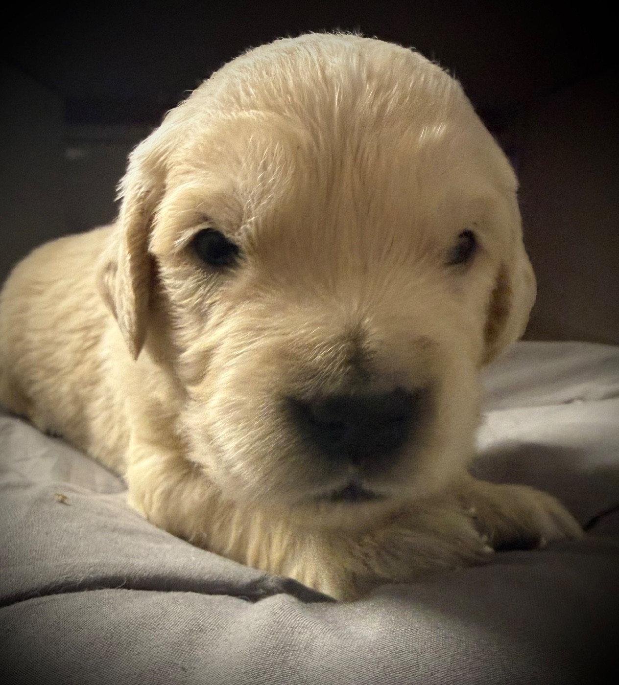 De La Douce Source - Chiots disponibles - Golden Retriever