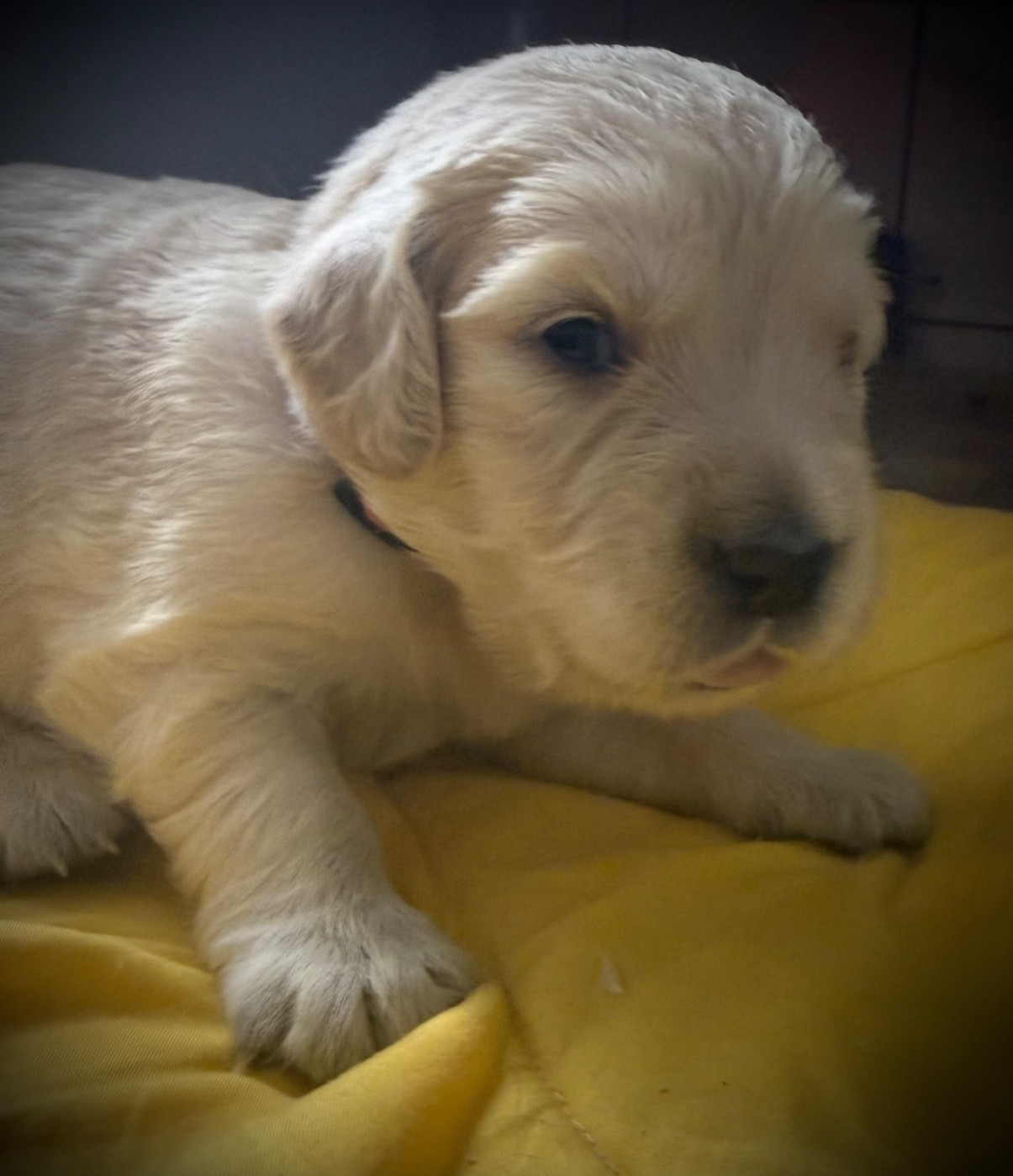 De La Douce Source - Chiots disponibles - Golden Retriever