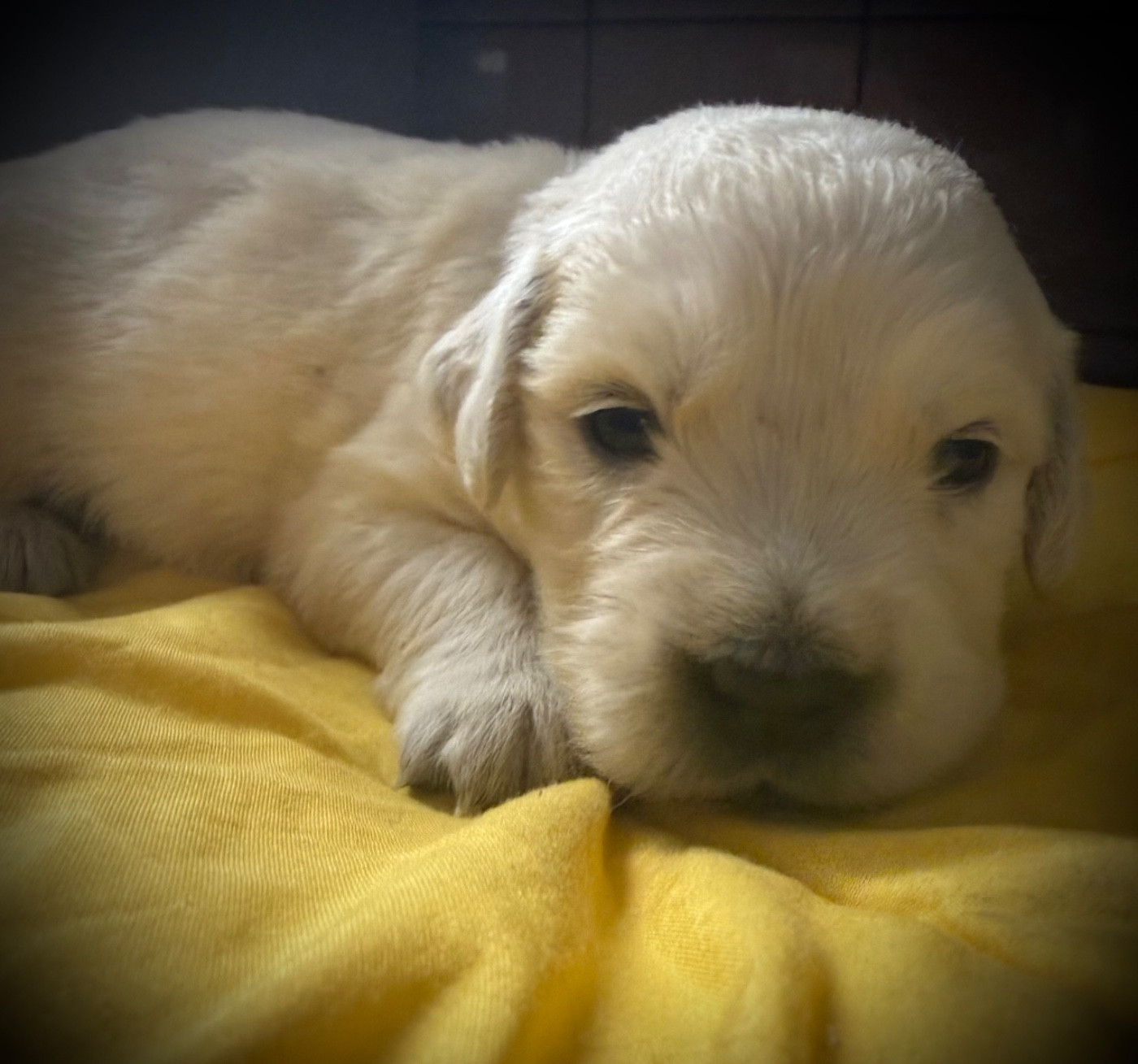 De La Douce Source - Chiots disponibles - Golden Retriever