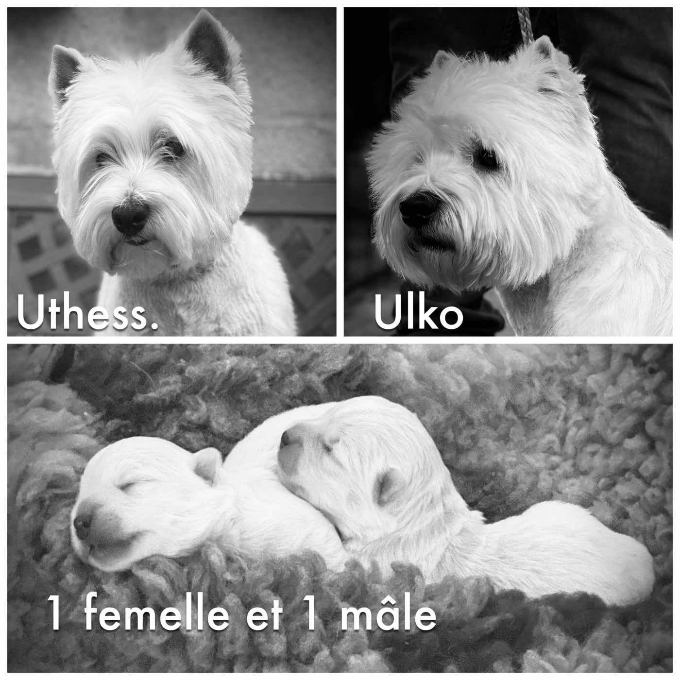Chiot West Highland White Terrier De La Douce Source