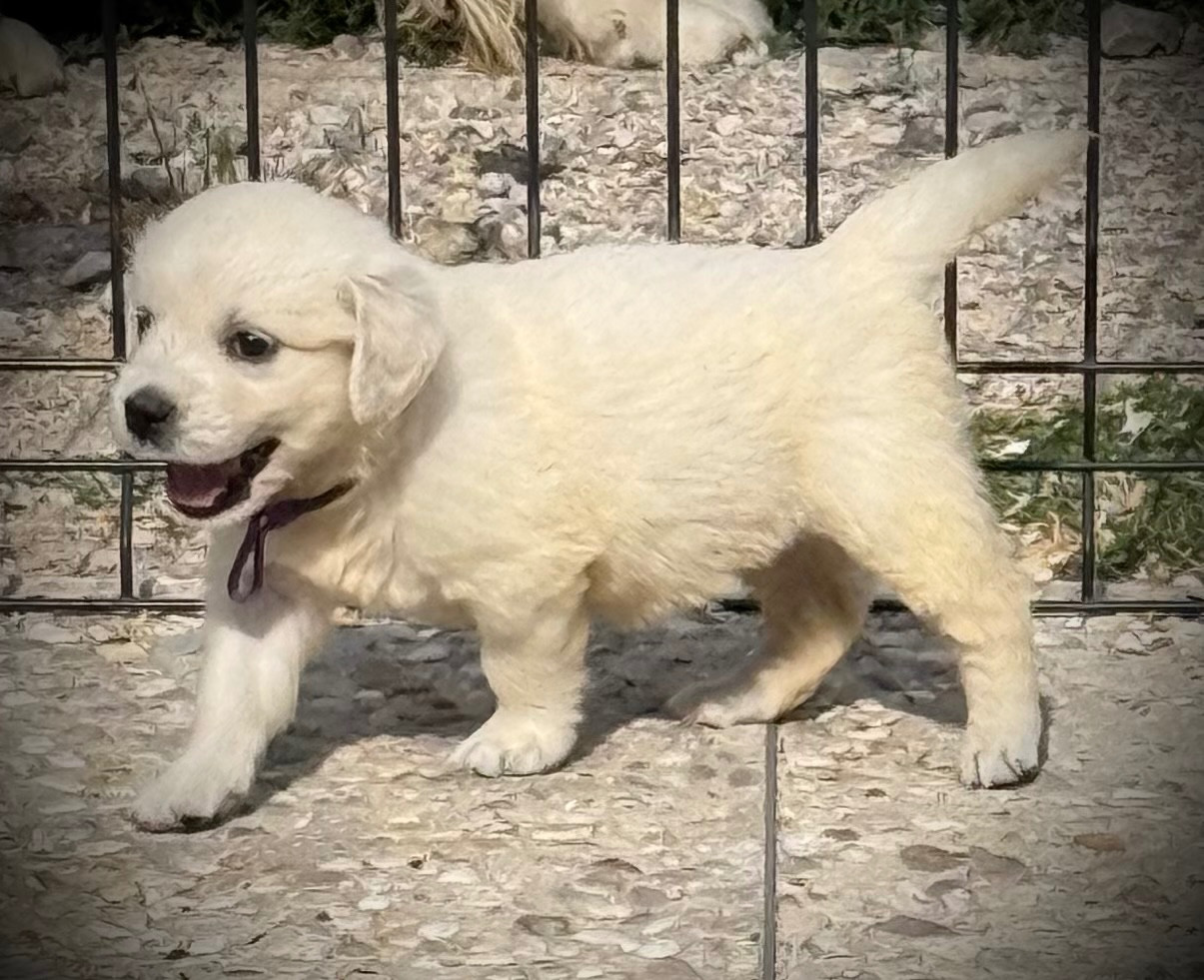 De La Douce Source - Chiots disponibles - Golden Retriever
