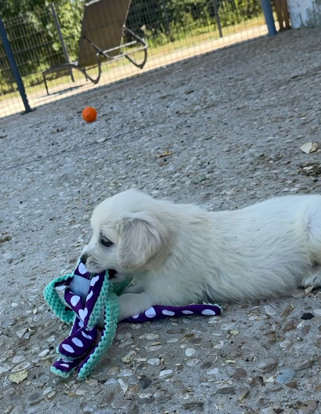 De La Douce Source - Chiots disponibles - Golden Retriever
