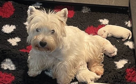 Chiot West Highland White Terrier De La Douce Source