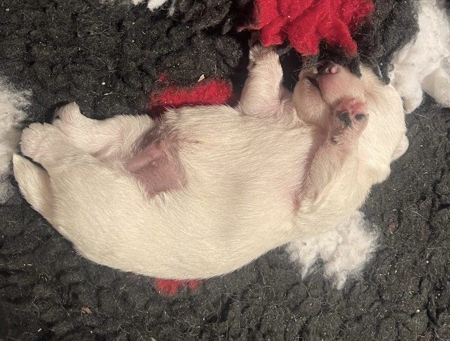 De La Douce Source - Chiots disponibles - West Highland White Terrier