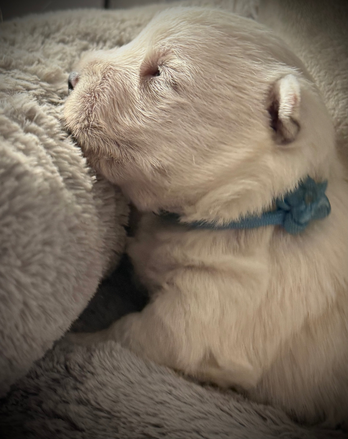 De La Douce Source - Chiots disponibles - West Highland White Terrier
