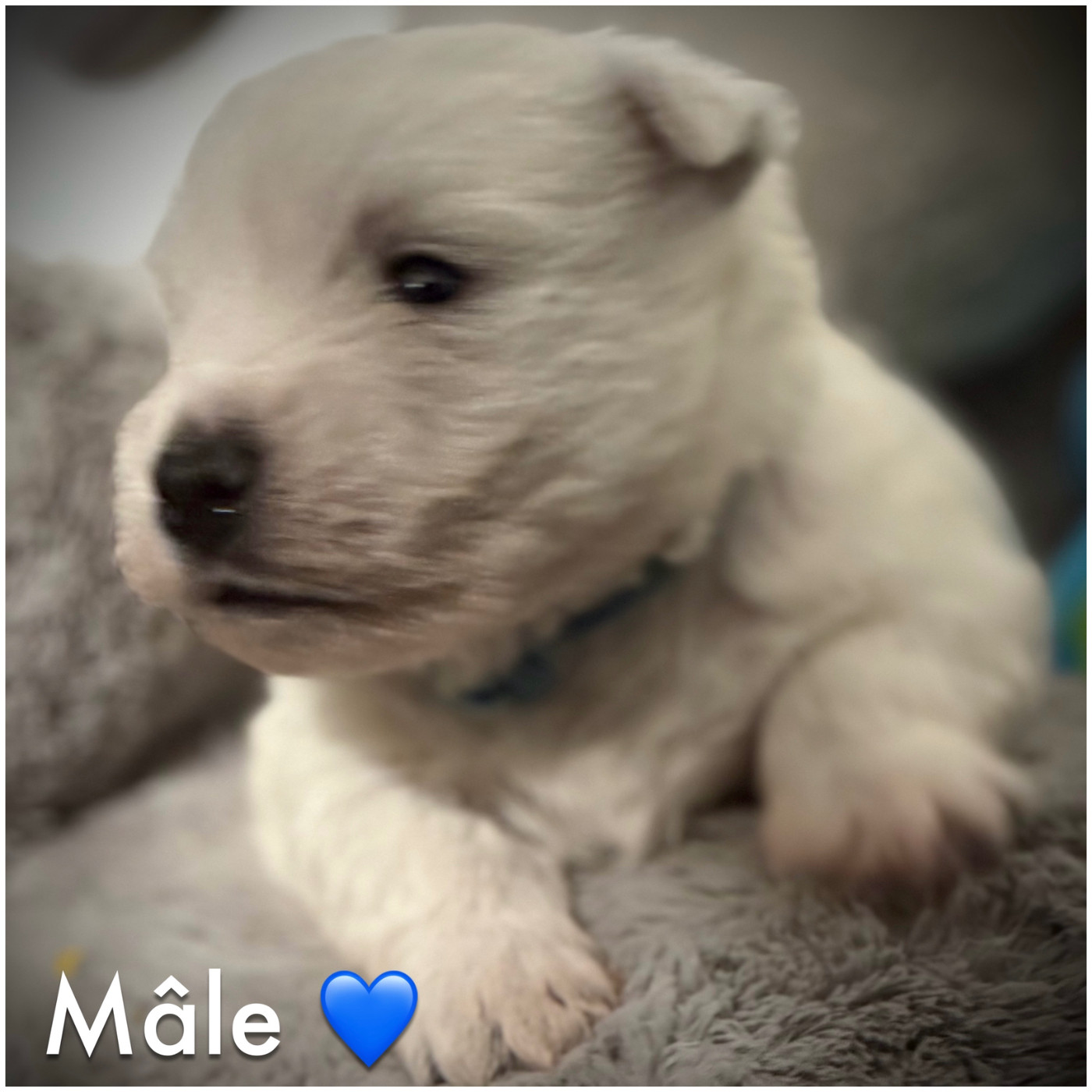 De La Douce Source - Chiots disponibles - West Highland White Terrier