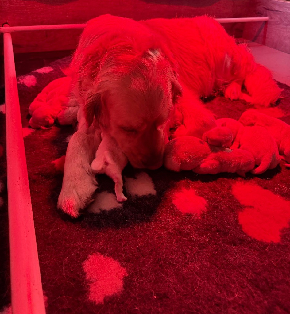 De La Douce Source - Chiots disponibles - Golden Retriever