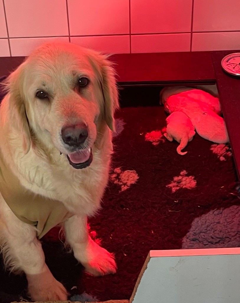 De La Douce Source - Golden Retriever - Portée née le 22/11/2022