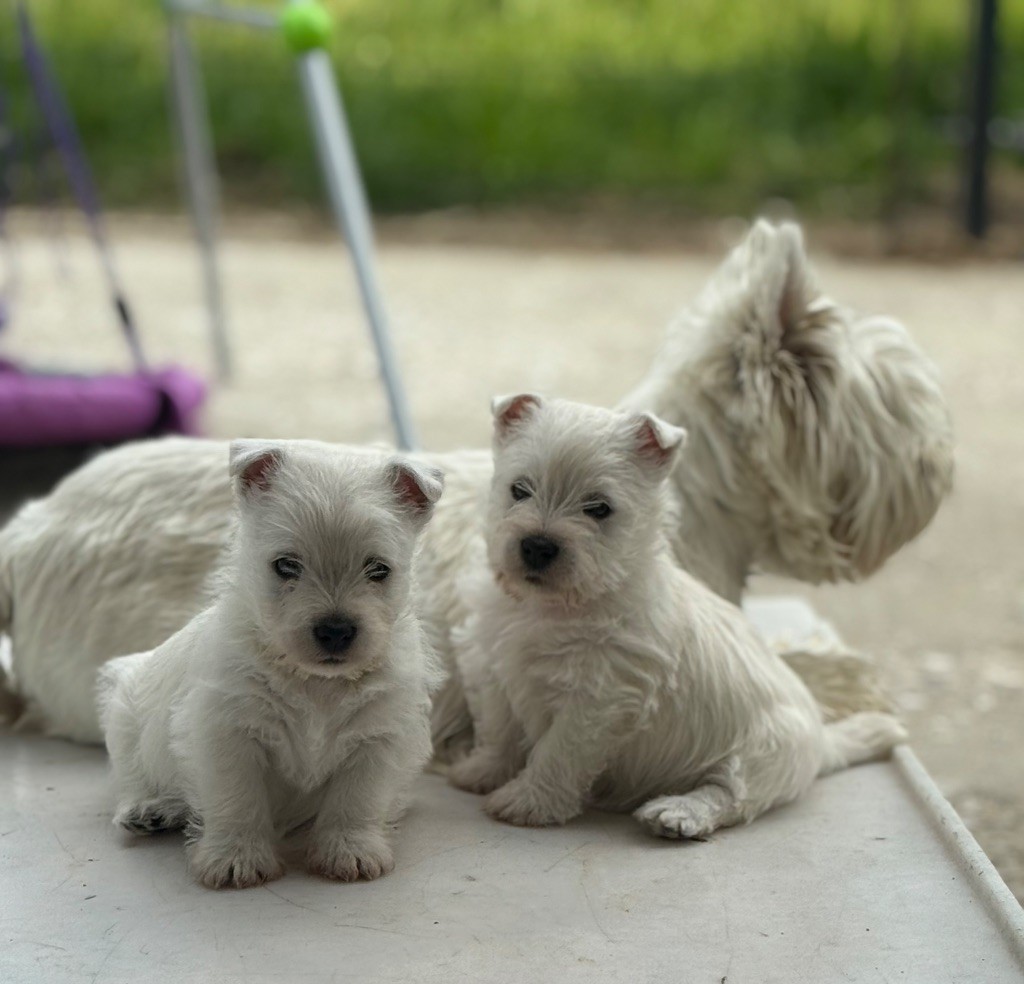 Chiot West Highland White Terrier De La Douce Source