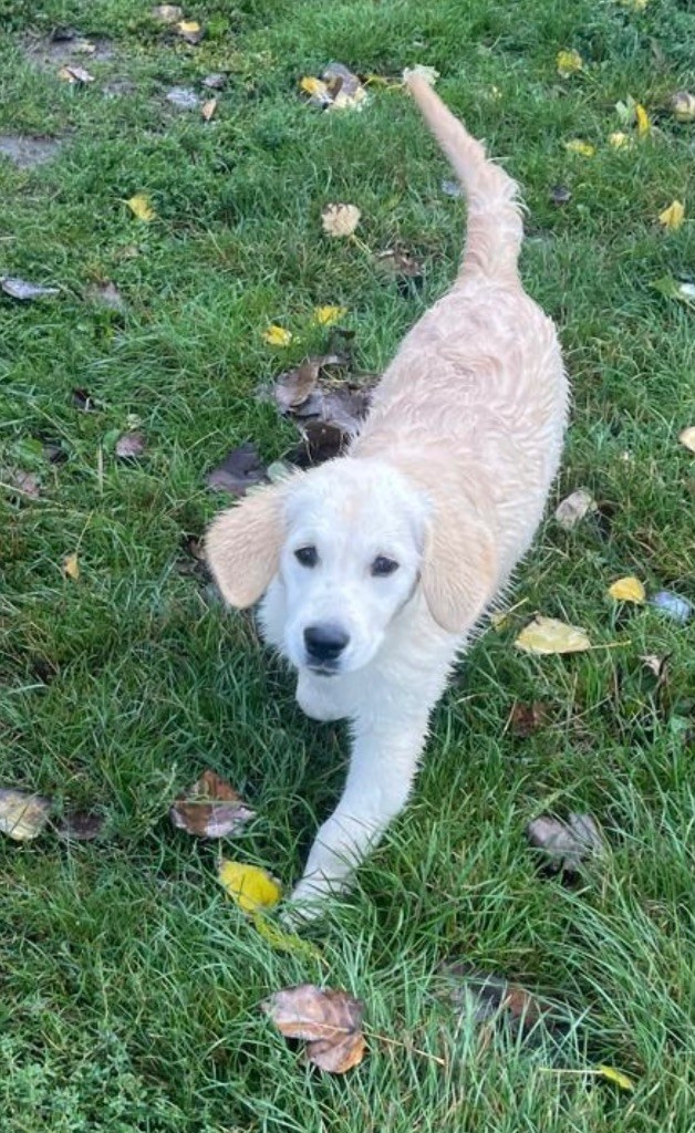 De La Douce Source - Chiots disponibles - Golden Retriever