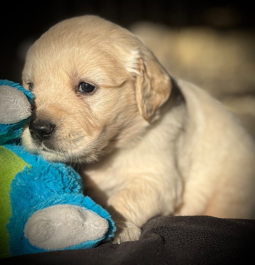 De La Douce Source - Chiots disponibles - Golden Retriever