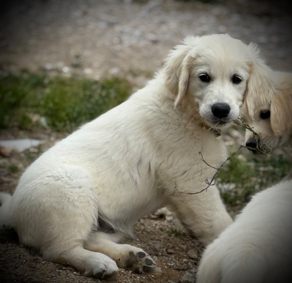 De La Douce Source - Chiots disponibles - Golden Retriever