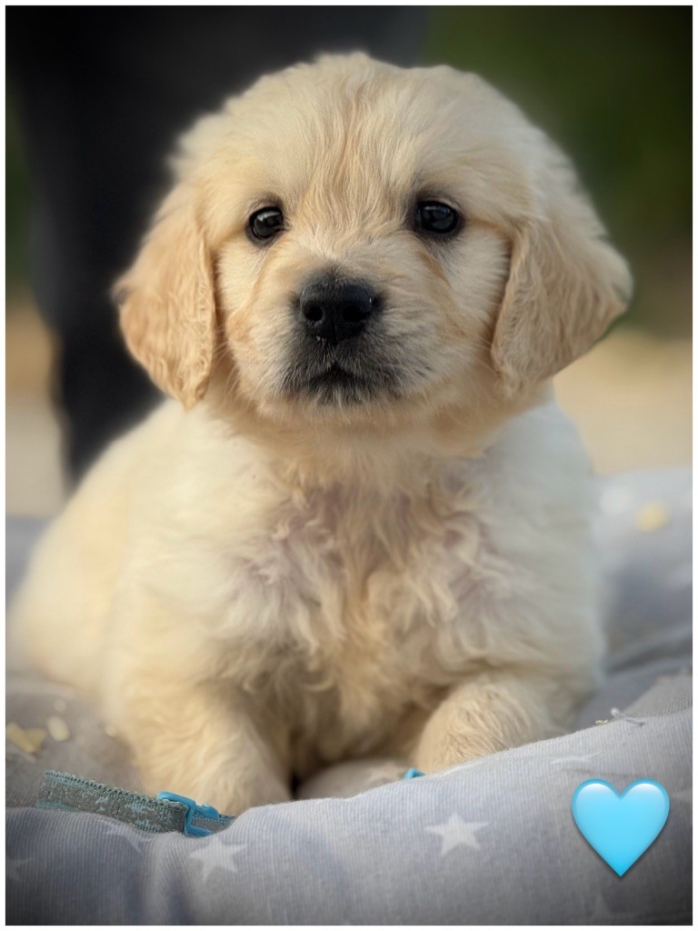 De La Douce Source - Chiots disponibles - Golden Retriever