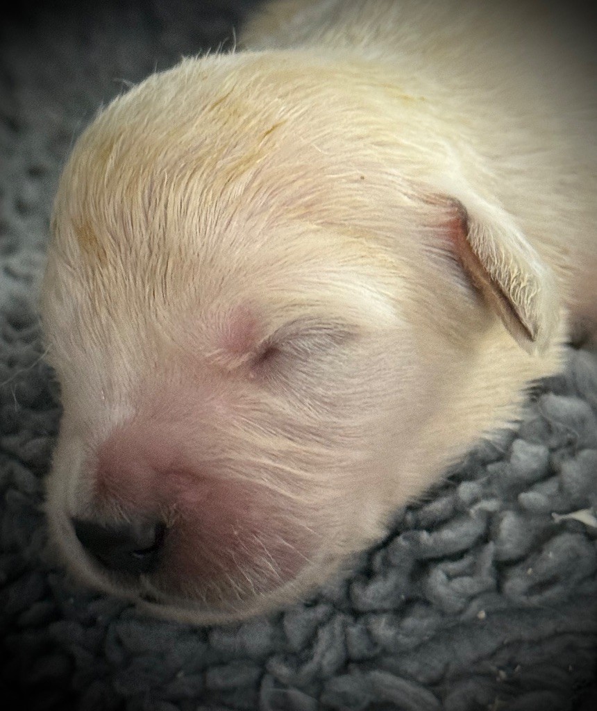 De La Douce Source - Chiots disponibles - Golden Retriever