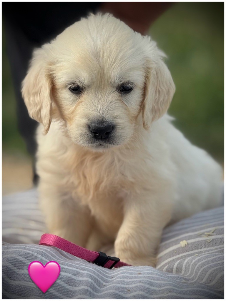 De La Douce Source - Chiots disponibles - Golden Retriever