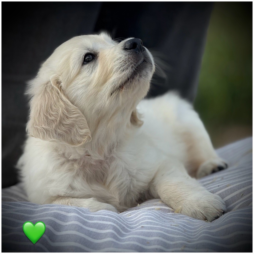 De La Douce Source - Chiots disponibles - Golden Retriever