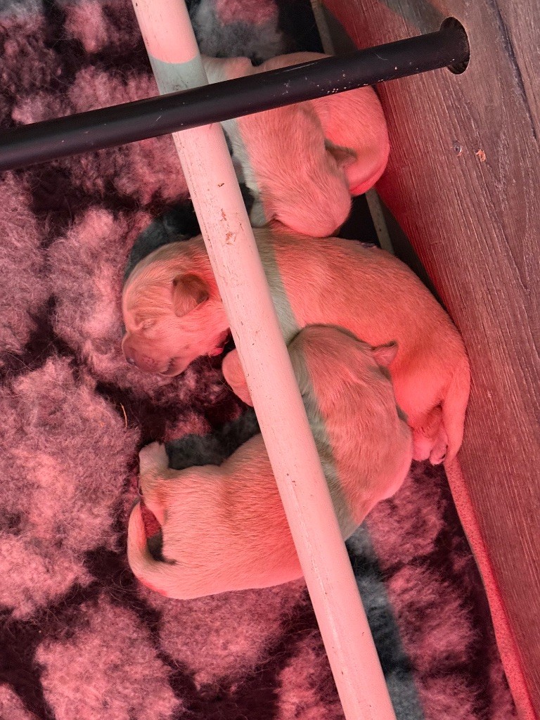 De La Douce Source - Chiots disponibles - Golden Retriever