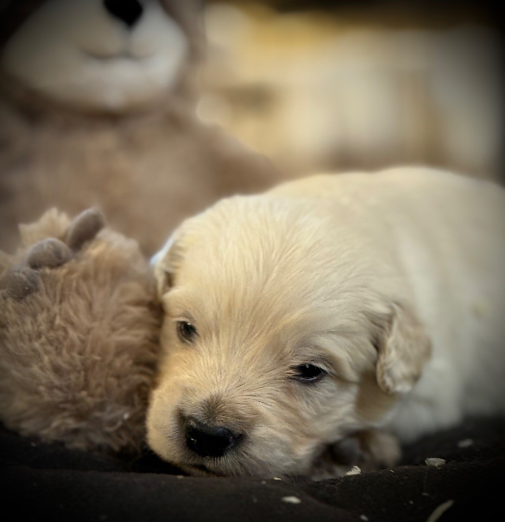 De La Douce Source - Chiots disponibles - Golden Retriever