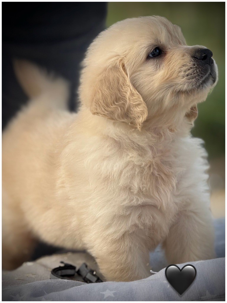 De La Douce Source - Chiots disponibles - Golden Retriever