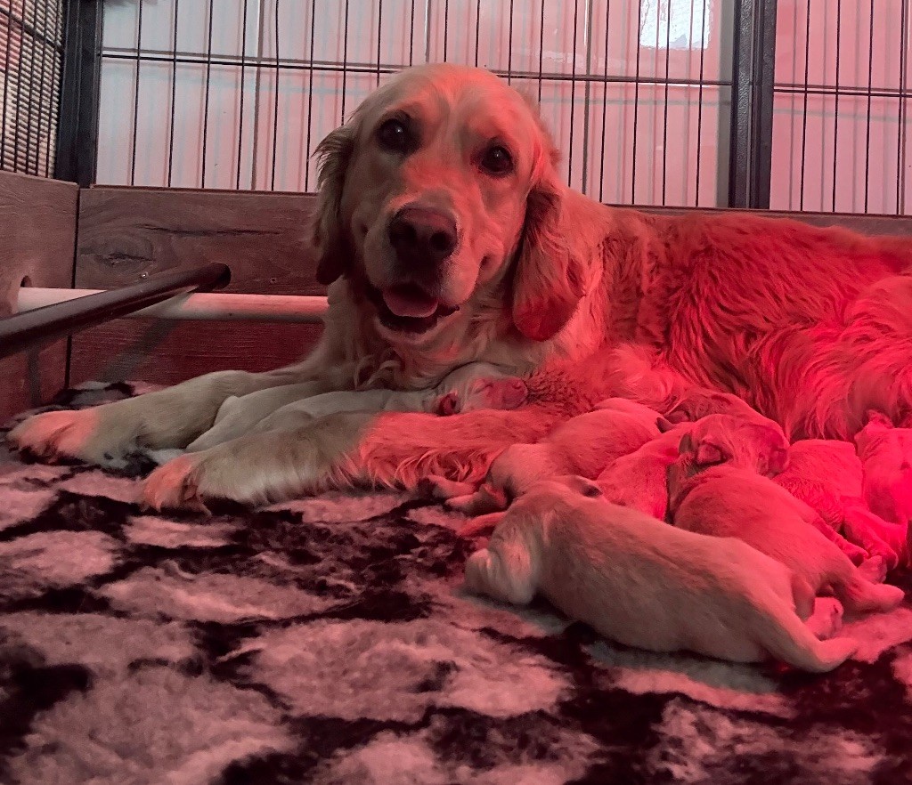 De La Douce Source - Chiots disponibles - Golden Retriever