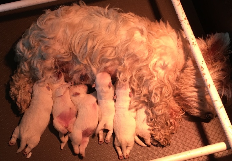 De La Douce Source - West Highland White Terrier - Portée née le 02/08/2016