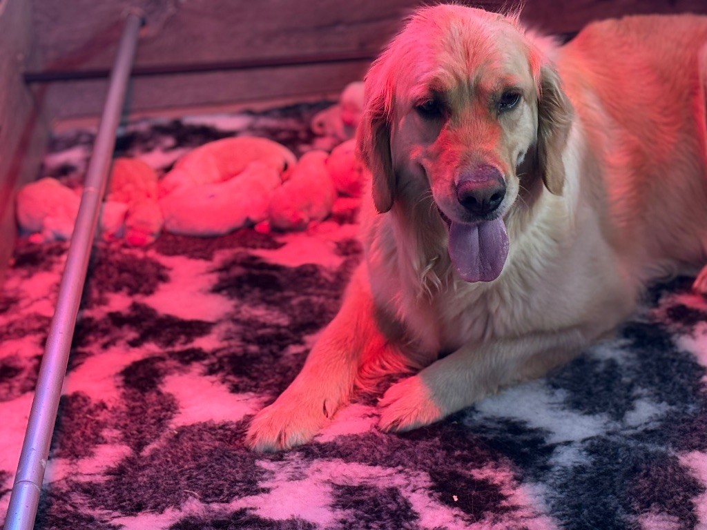 Chiot Golden Retriever De La Douce Source