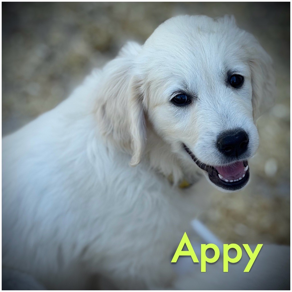 De La Douce Source - Chiots disponibles - Golden Retriever