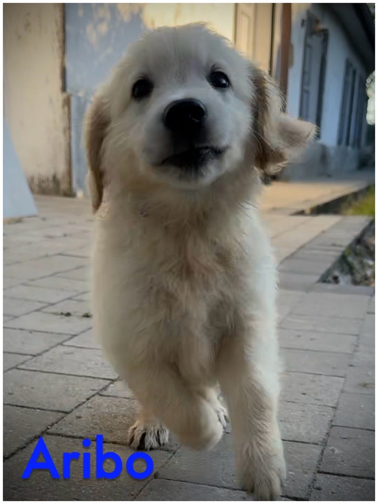 De La Douce Source - Chiots disponibles - Golden Retriever