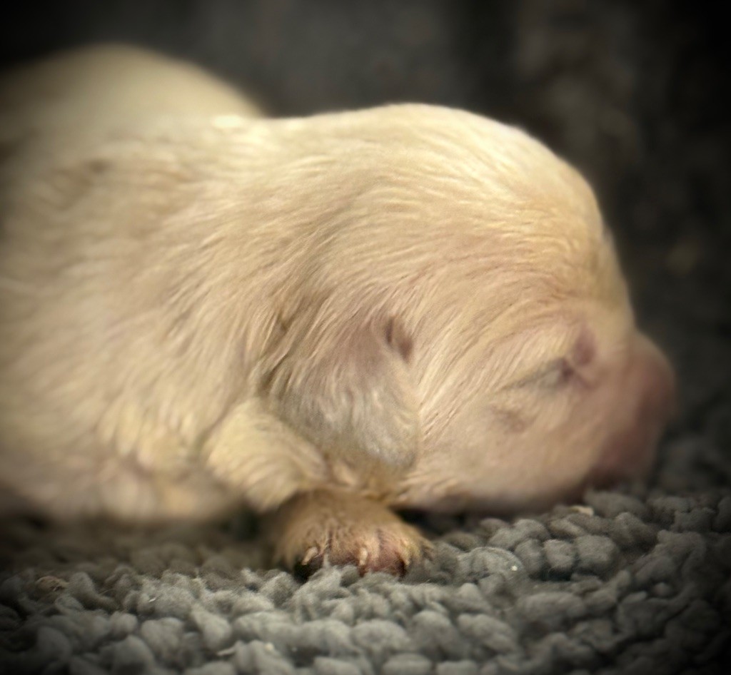 De La Douce Source - Chiots disponibles - Golden Retriever